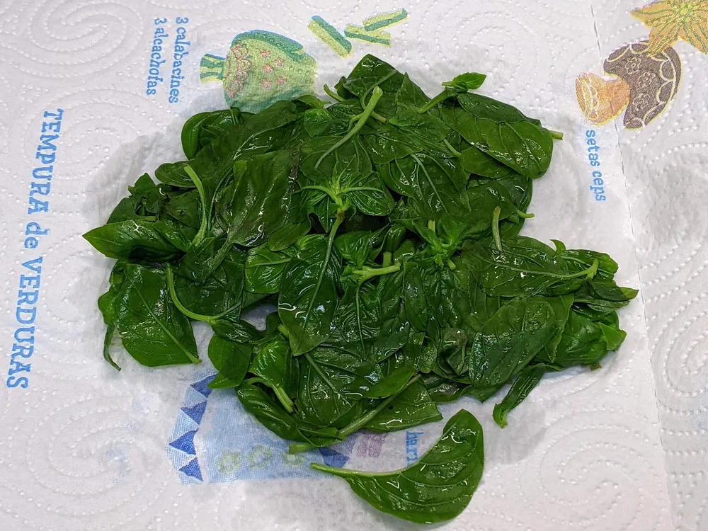 Albahaca en papel de cocina.