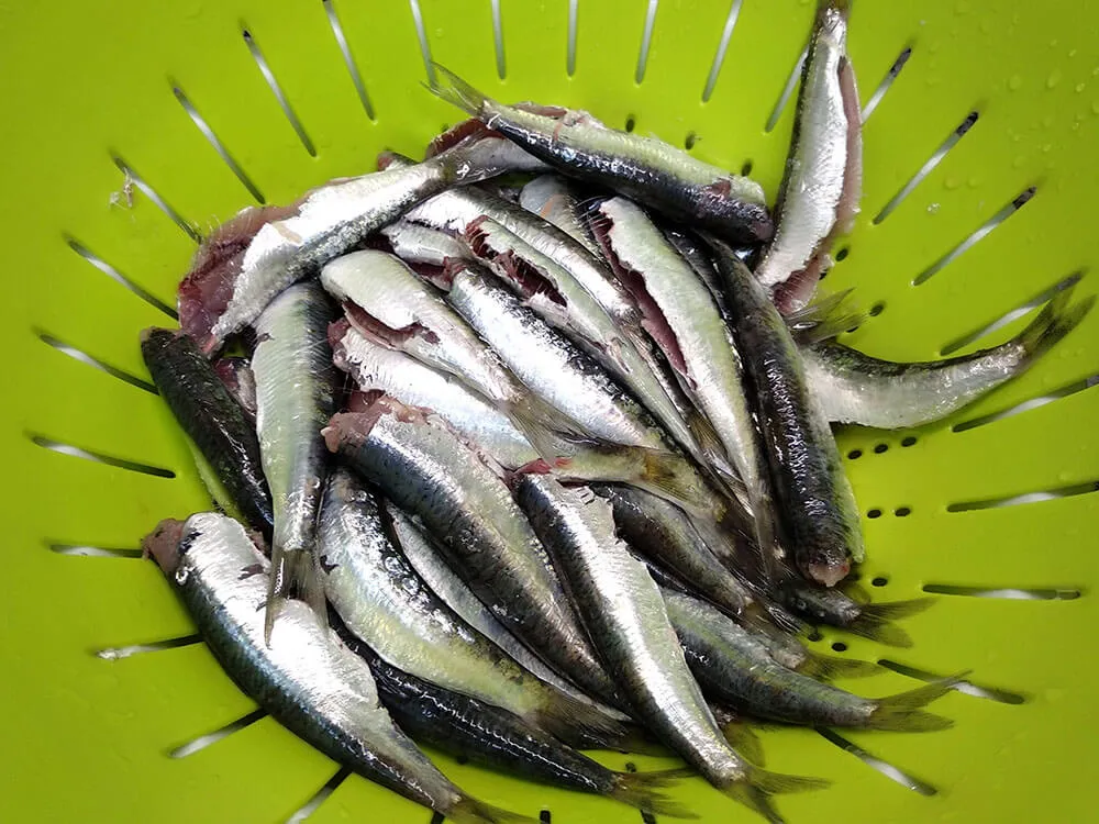Sardinas en escurridor.