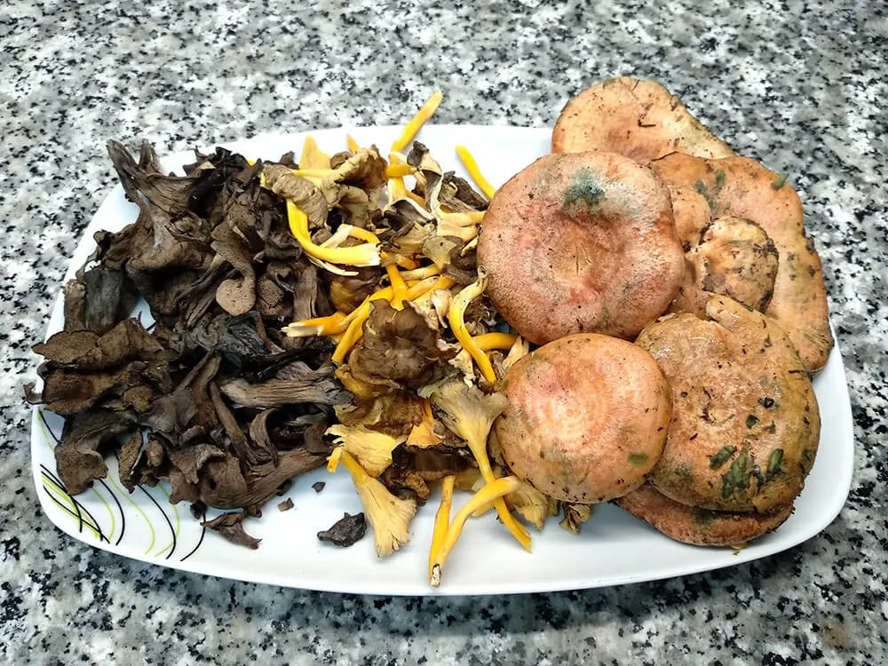 Setas variadas limpias.